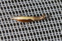 Ypsolopha dentella