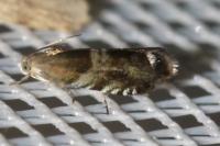 Strophedra nitidana