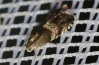 Strophedra nitidana
