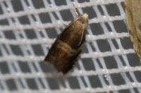 Strophedra nitidana