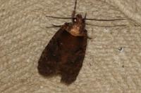 Agonopterix liturosa