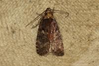 Agonopterix liturosa