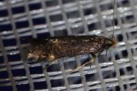 Oxypteryx atrella