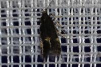 Oxypteryx atrella