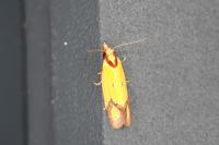 Agapeta zoegana