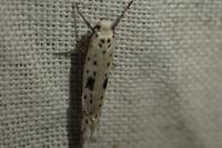 Yponomeuta plumbella
