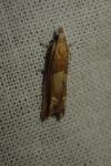 Eucosma conterminana