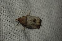 Notocelia roborana