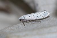 Yponomeuta evonymella