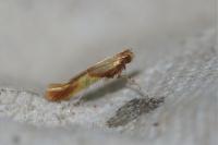 Caloptilia alchimiella/robustella