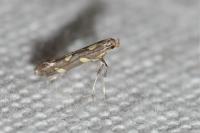 Calybites phasianipennella