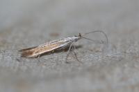 Coleophora