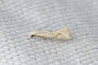Elachista contaminatella