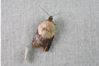 Acleris variegana
