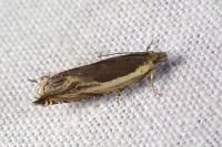 Ancylis apicella
