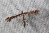 Oxyptilus
