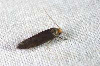 Cephimallota crassiflavella