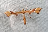 Cnaemidophorus rhododactylus