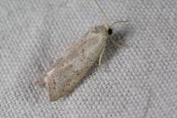 Cnephasia