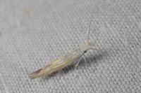 Coleophora