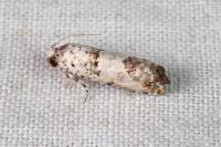 Epinotia dalmatana