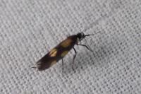 Euspilapteryx auroguttella