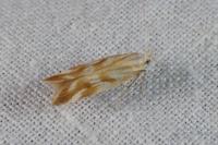 Mirificarma eburnella