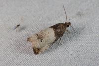 Notocelia roborana