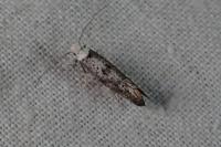 Paraswammerdamia albicapitella