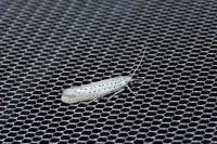 Yponomeuta evonymella