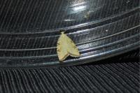 Aleimma loeflingiana