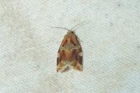 Archips xylosteana