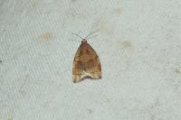 Archips rosana