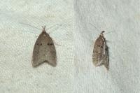 Luquetia lobella