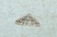Alucita zonodactyla