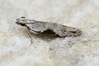 Hypatima rhomboidella