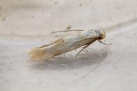 Mompha epilobiella