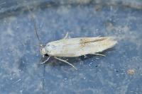 Mompha epilobiella