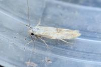 Mompha epilobiella