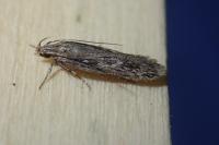 Gelechia senticetella