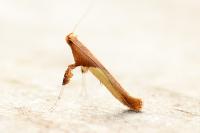 Caloptilia fribergensis