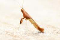 Caloptilia fribergensis