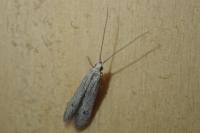 Coleophora hemerobiella