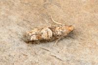 Zeiraphera rufimitrana