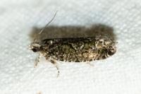 Zeiraphera isertana