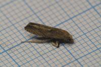 Eucosma gr. hohenwartiana