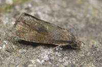 Endothenia ericetana