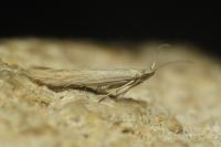 Coleophora