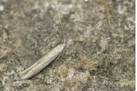 Coleophora