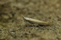 Coleophora